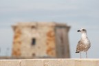 Un'immagine insolita di Torre di Ligny (Trapani) Un'immagine insolita di Torre di Ligny (Trapani)