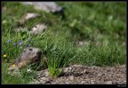 Marmotta Marmotta