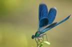 libellula libellula