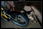 urban cat