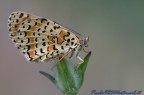 Melitea Didyma Melitea Didyma