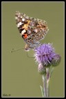 Vanessa Vanessa