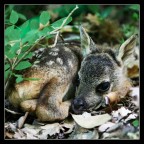 Bambi Bambi