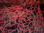 RED_NET RED_NET