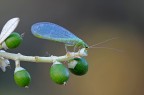 Crisopa su ulivo Crisopa su ulivo