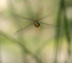 Fly Fly