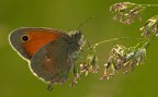 Coenonympa pamphilus Coenonympa pamphilus