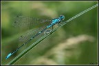 La mia prima libellula La mia prima libellula