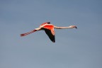 ...IN VOLO... ...IN VOLO...