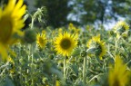 Campo di girasoli