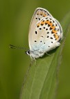 Plebejus argyrognomon Plebejus argyrognomon