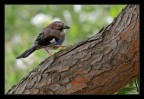 Garrulus glandarius
