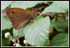 coenonympa pamphilus infortunatus.... coenonympa pamphilus infortunatus....