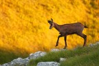 Incertezza ostentata Incertezza ostentata