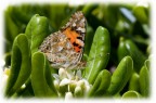 Farfalla durante il brunch..... Farfalla durante il brunch.....