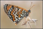 Farfalla pensatrice Farfalla pensatrice