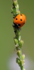 coccinella coccinella