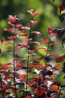 Rosso e verde Rosso e verde