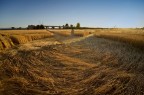 cerchi di grano nel modenese cerchi di grano nel modenese