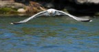 Volo radente Volo radente