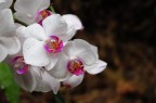 fiori fiori