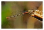 dragonfly dragonfly