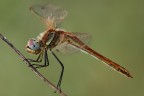 Sympetrum sp.