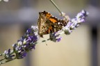 Farfalla e lavanda Farfalla e lavanda