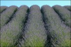 Lavanda del Conero