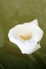 Soft Calla Soft Calla