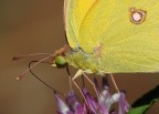 colias colias