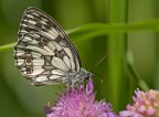 melangria galathea melangria galathea