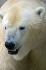 orso bianco orso bianco
