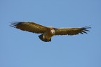 ...GRIFONE IN VOLO... ...GRIFONE IN VOLO...