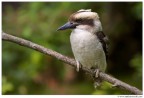 Kookaburra