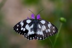 Melanargia galathea