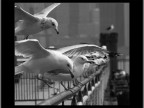 Seagulls