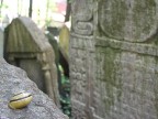 Lumaca su lapide al cimitero ebraico (Praga, aprile 2008) Lumaca su lapide al cimitero ebraico (Praga, aprile 2008)