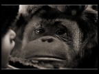Vi assicuro che fotografare questo orango mentre mi guardava fisso negli occhi � stato davvero difficile...non riuscivo a reggere il suo sguardo...era come se mi chiedesse di aiutarlo......uno sguardo umano..penetrante, triste, rassegnato...mi ha davvero gelato il sangue...mi ha fatto vergognare di essere li..."libera" di ammirarlo...lui che la libert� forse non l'ha mai conosciuta...