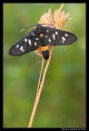 Verticale di Amata phegea... Verticale di Amata phegea...