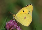 colias colias