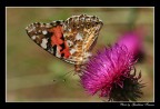 Farfalla Farfalla