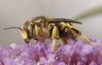 E' una Sirphidae E' una Sirphidae
