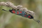 Accoppiamento ? falena diurna Zygaena brizae... ? Accoppiamento ? falena diurna Zygaena brizae... ?