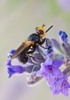 strana...mosca strana...mosca