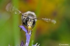 Come un colibrì Come un colibrì
