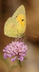 Farfalla Farfalla