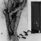 Analogica, stampa ai sali d'argento, 2004, misure:48.6x48.2, Hasselblad 500 ELM, Ilford FP4 Plus 125, 120 mm, 1/30, f 8