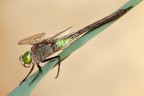 Libellula (Aeshna juncea) Libellula (Aeshna juncea)