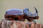 Scarabeo rinoceronte